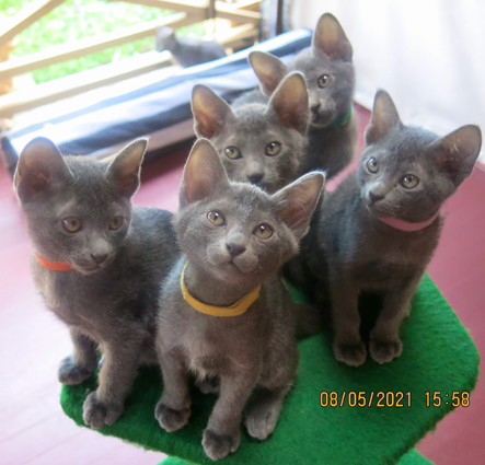 Kittens at 9 weeks